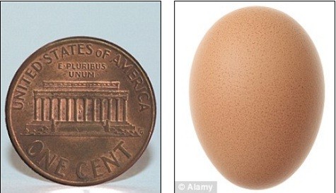 Quả trứng gà bằng đồng xu vừa mới được tìm thấy ở Mỹ.