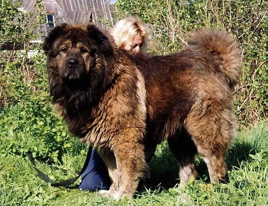 Năm 1969, từ vùng Caucasus, người Nga đã đưa một nhóm chó họ Caucasian Shepherd thuần chủng cuối cùng Đông Đức