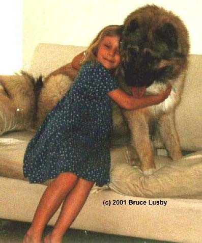 Caucasian Shepherd là một trong những loài chó có kích thước lớn nhất thế giới.