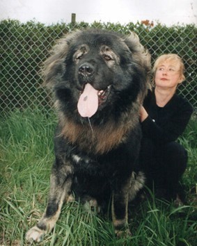 Loài chó Caucasian Shepherd có nguồn gốc ở khu vực Caucasus (Kavkaz) phân chia châu lục Á-Âu hay Chechnya thuộc Liên bang Xô Viết.