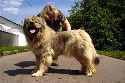 Chúng cũng là một trong số những loài chó khổng lồ bởi nó sở hữu chiều cao trung bình vào khoảng 64-72 cm, nặng khoảng 45-70 kg.