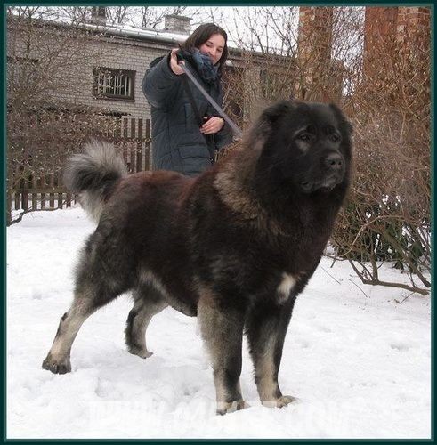 Chó Caucasian Shepherd không mấy niềm nở với người lạ bởi chúng có bản năng tự vệ vô cùng mạnh mẽ.