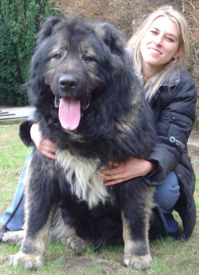 Một con chó Caucasian Shepherd có thể sống tới 9-11 năm.