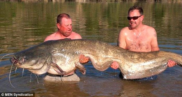 Con cá trê nặng 84 kg