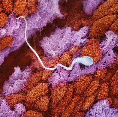 Tinh trùng bơi trong ống dẫn trứng