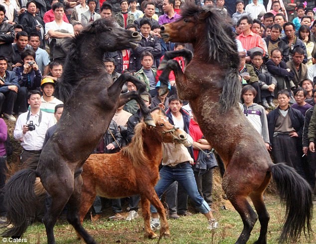 Mặc dù môn đấu ngựa này bị cấm tại nhiều quốc gia nhưng nó vẫn được duy trì tại một số quốc gia như Philippines, Indonesia, Hàn Quốc, Trung Quốc.