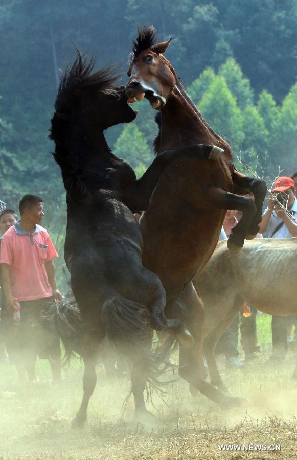 Những con ngựa được lựa chọn tham gia giao đấu trong lễ hội đều là những con ngựa đực khỏe mạnh và hiếu chiến nhất.