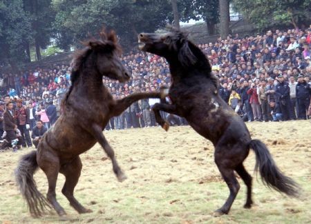 Những con ngựa sẽ phải tham gia một cuộc chiến khốc liệt chỉ có một con chiến thắng, trong khi đám đông xung quanh hò hét cổ vũ và cá cược xem con nào sẽ giành chiến thắng.