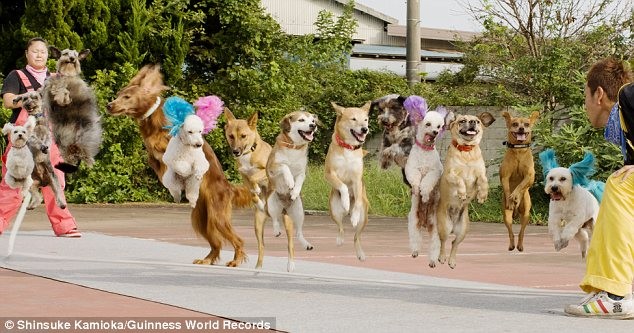 Kỷ lục 13 con chó cùng một lúc nhảy qua sợi dây thừng ở Nhật Bản.