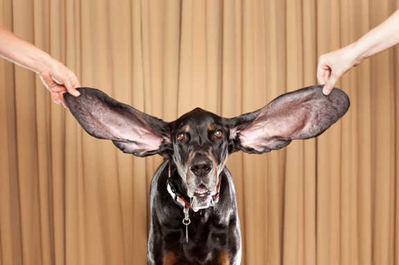 Chó chú Harbo, 8 tuổi, đến từ Boulder, Colorado, Mỹ giành danh hiệu chú chó có đôi tai dài nhất thế giới với kỷ lục tai trái dài 31,25cm, tai phải dài 33,75 cm.