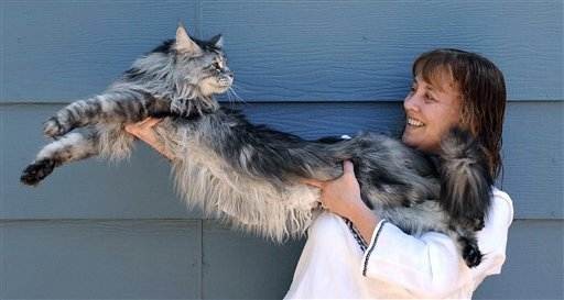 Mèo dài nhất thế giới là con mèo Mymains Stewart Gilligan (aka Stewie) với chiều dài 123 cm
