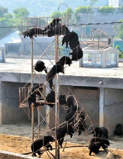 Những con gấu bị nuôi nhất lấy mật ở Phúc Kiến, Trung Quốc đang chơi trong sân chơi của trang trại.