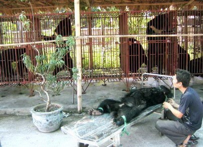 Thậm chí, họ còn chặt tay gấu lúc còn sống để bán với giá cao. Ảnh: trại nuôi gấu lấy mật ở Việt Nam.