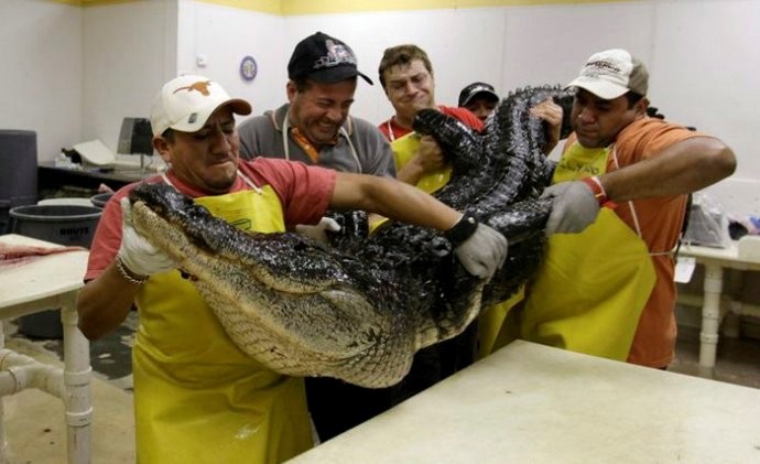 Tại Florida, mùa săn cá sấu bắt đầu vào khoảng từ tháng 4-5. Theo thống kê của Ủy ban Bảo tồn sinh vật học bang Florida, năm ngoái, có tất cả 22.447 cá sấu bị giết tại Mỹ..