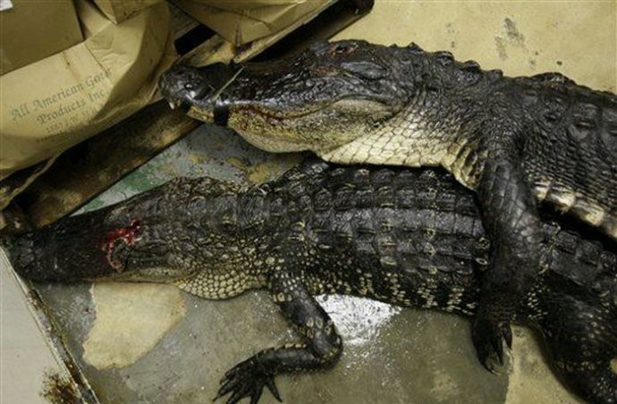 Chỉ trong khoảng 11 tuần săn bắn tự do diễn ra tại Florida đã có 6.000 cá sấu bị giết hại.
