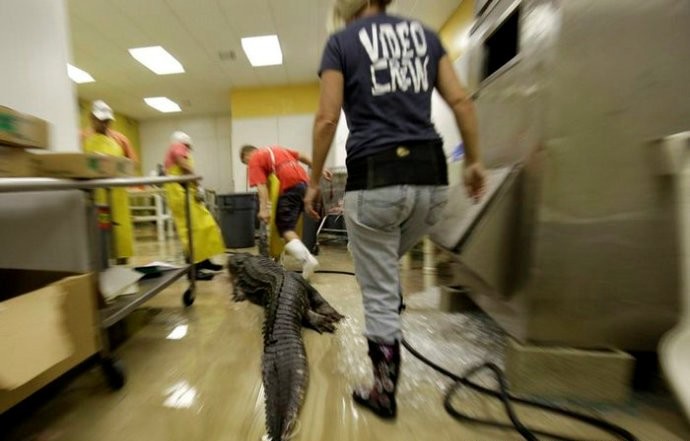 Hầu hết số cá sấu bị giết hại này đều được đưa tới 34 nhà máy chế biến thịt cá sấu do Chính quyền Mỹ cấp phép để xử lý. Mỗi năm, khoảng 6.000 tấn thịt cá sấu cá sấu đã được bán cho các nhà hàng và người dân.