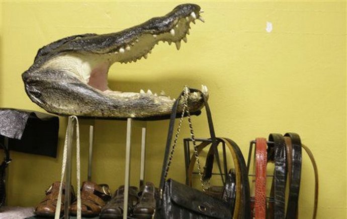 Các phần còn lại của cá sấu được dùng làm vật lưu niệm, giày dép, túi xách và ví da.