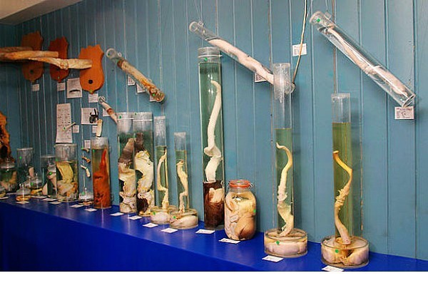 Bảo tàng lưu trữ 261 bộ phận sinh dục của hơn 90 loài động vật.