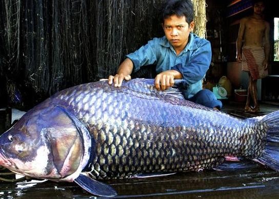 Một con cá chép sông Mekong nặng hơn 100 kg bị bắt tại Thái Lan năm 2002