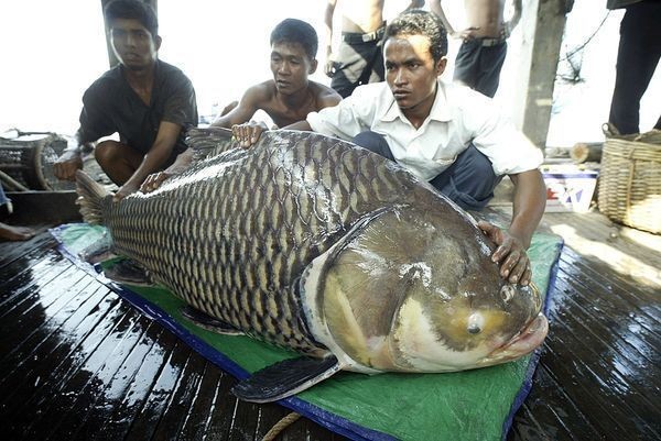 Cá chép khổng lồ sông Mekong là một trong những loài cá chép lớn nhất thế giới. Chiều dài thân và khối lượng tối đa của chúng có thể đạt 2,4 m và 250 kg.