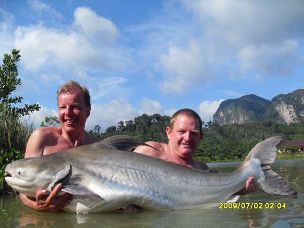 Cá vồ cờ (người Thái Lan gọi là cá Pla Thepa) có thể đạt tới khối lượng 200 kg, còn chiều dài thân cực đại của chúng là 3 m