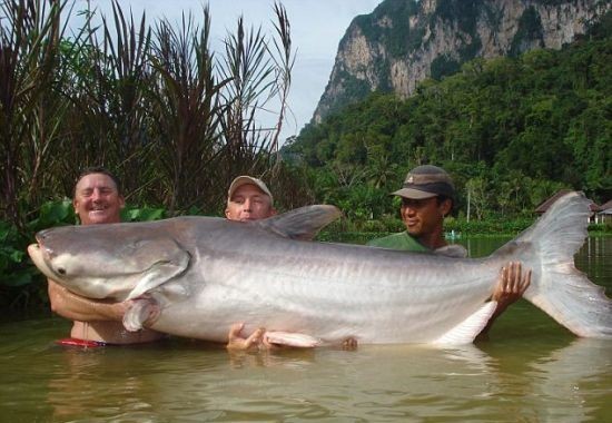 Cá tra nặng 89 kg được bắt tại sông Mekong ở Thái Lan năm 2010
