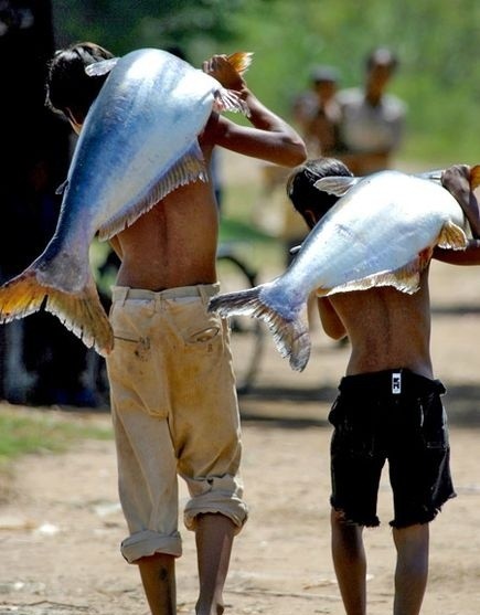 Cá da trơn khổng lồ ở sông Mekong tại Campuchia.