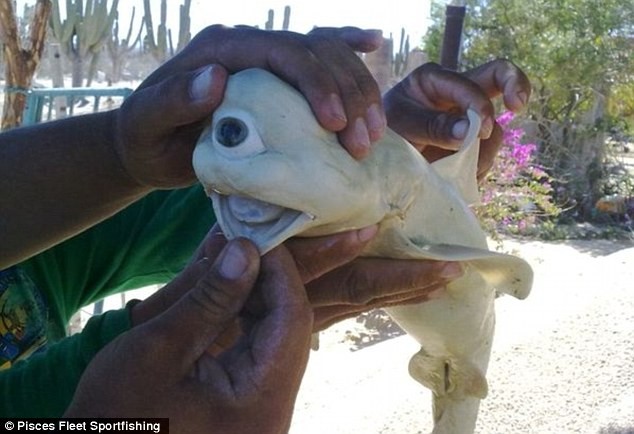 Con cá mập bị bạch tạng, có một mắt được lấy ra từ bụng con cá mẹ đang mang thai đã bị bắt hồi mùa hè vừa qua.