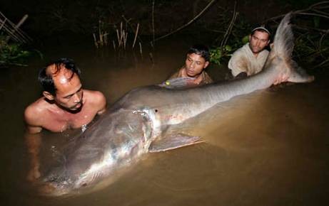 Cá trê khổng lồ bắt tại sông Mekong Năm 2007