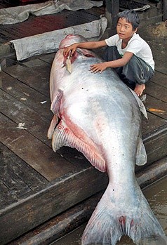 Cá nheo sông Mekong bị bắt tại Campuchia. Cá thể lớn nhất từng bị bắt nặng tới 293kg