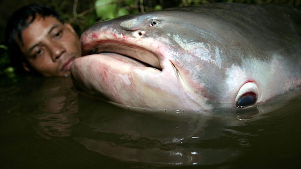 Người đàn ông Campuchia đang ngắm con cá da trơn nặng 230 kg bắt được ở dòng sông Tonle Sap.