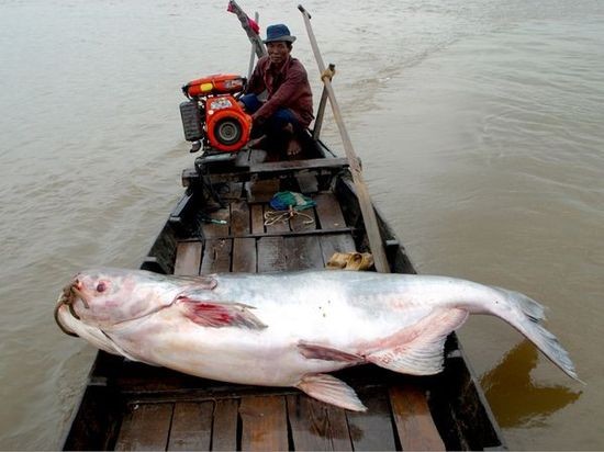 Con cá da trơn Mekong khổng lồ được một ngư dân bắt được này dài tới 3m và nặng 300 kg.