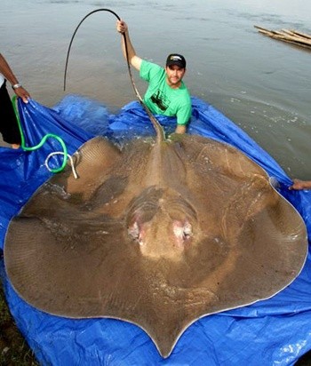 Cá đuối khổng lồ này được bắt ở sông Mekong chảy qua Campuchia. Con cá đuối này dài tới 4m và nặng 140 kg.