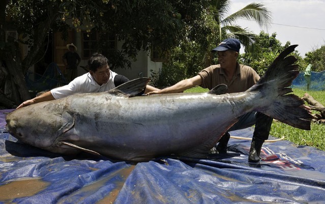 Con cá tra (ba sa) sông Mekong này bị bắt ở Thái Lan năm 2005, nặng gần 300 kg