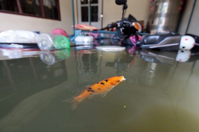 Con cá chép theo nước lũ tới nhà dân ở huyện Bang Bua Thong của Nonthaburi