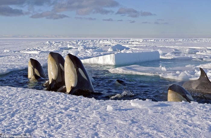 Cá voi sát thủ ngoi lên từ một hố băng ở Nam Cực