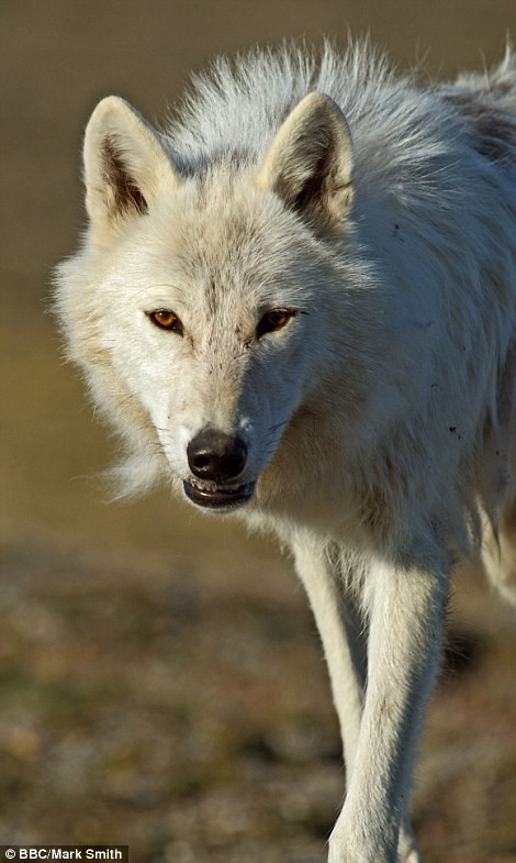 Một loài sói quý hiếm sống trên đảo Ellesmere ở Canada. Loài sói này sống ở rất sâu trong những vùng đất lạnh giá và hiếm khi đụng độ với con người.