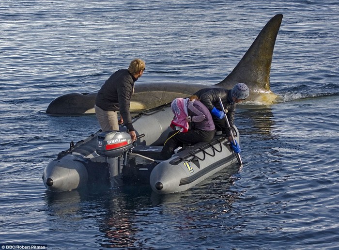 Quay phim về cá voi sát thủ ở Nam Cực