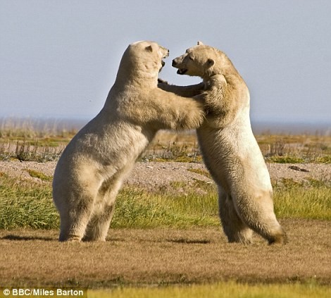 Hai con gấu đọ sức ở Vịnh Hudson, Canada trong một chiều thu