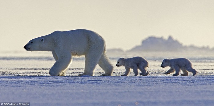 Gấu Bắc cực dẫn đàn con đi kiếm ăn