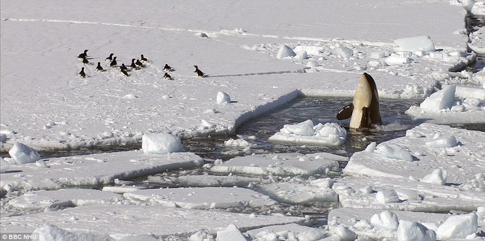Đàn chim cánh cụt giật mình chạy tán loạn vì con cá voi đột ngột chui lên từ dưới lớp băng
