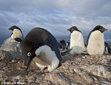 Con chim cánh cụt Adélie đực nhặt đá chuẩn bị tổ cho bạn đời đẻ trứng.