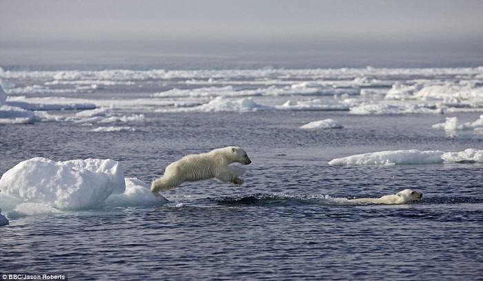 Một con gấu Bắc cực chuẩn bị nhảy xuống nước từ một tảng băng nhỏ vào mùa hè.