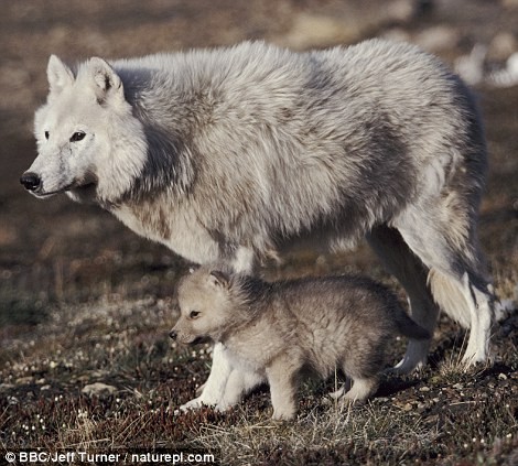 Mẹ con sói xám trên đảo Ellesmere, Canada