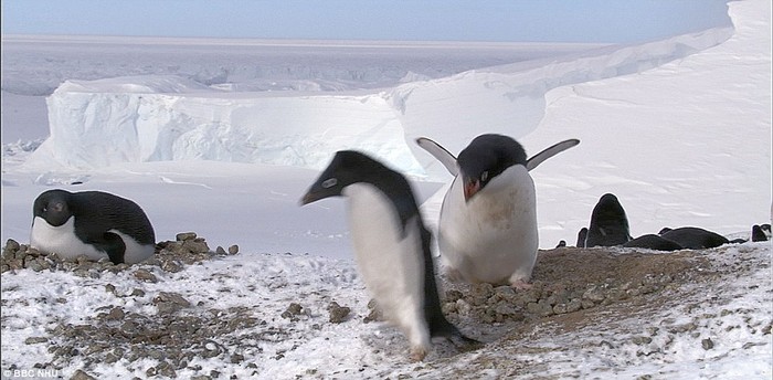 Chim cánh cụt Adélie sống phổ biến dọc theo bờ biển Nam Cực đang cố đuổi kẻ định ăn trộm đá ở tổ của nó