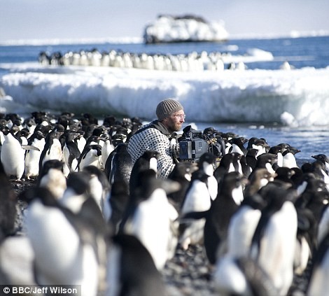 Nhà quay phim Mark Smith ẩn giữa những chú chim cánh cụt
