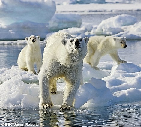 Một con gấu Bắc cực chuẩn bị nhảy qua băng
