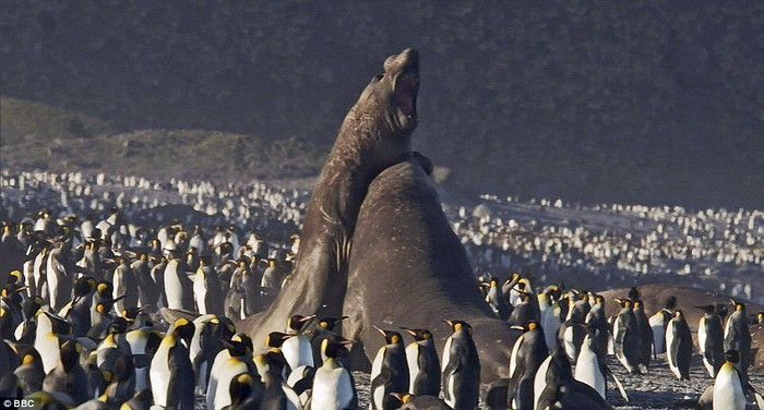 Hai con dấu đực cận chiến giữa bầy chim cánh cụt