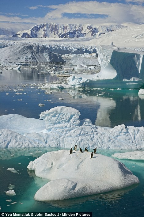 Chim cánh cụt Adélie trên một tảng băng trôi ở phía tây Nam Cực