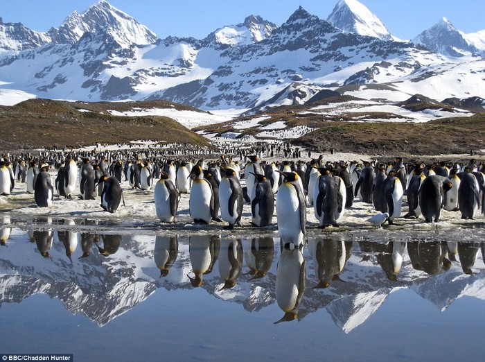Bóng đàn chim cánh cụt và chỏm núi bên bờ biển
